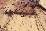 Fossil Spiders, Millipede, Cricket, Barklouse and More in Amber #349417-2